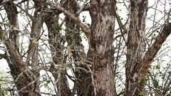  Die Eule sitzt auf dem Baum, aber nicht jeder sieht sie. Habt ihr sie schon gefunden?