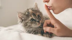 11 einfache Handgriffe, denen Katzen ohne Widerrede folgen