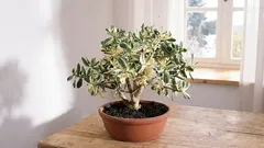 Crassula pflanzen, um Wohlstand und Erfolg in Ihr Zuhause zu holen