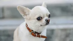 7 Hunderassen mit lustigen Eigenarten, die ihren Besitzern und Passanten ein Lächeln ins Gesicht zaubern