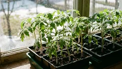 Was sollte man im März als Setzlinge aussäen, um nicht ohne Ernte dazustehen?