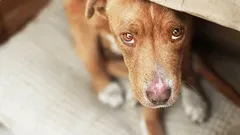 Wie sich Streitigkeiten im Haushalt auf einen Hund auswirken und welche Anzeichen von Stress Sie nicht ignorieren dürfen